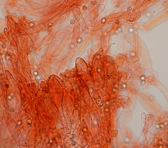 Pluteus semibulbosus